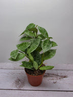 Hoya lacunosa 'Snow Leopard'
