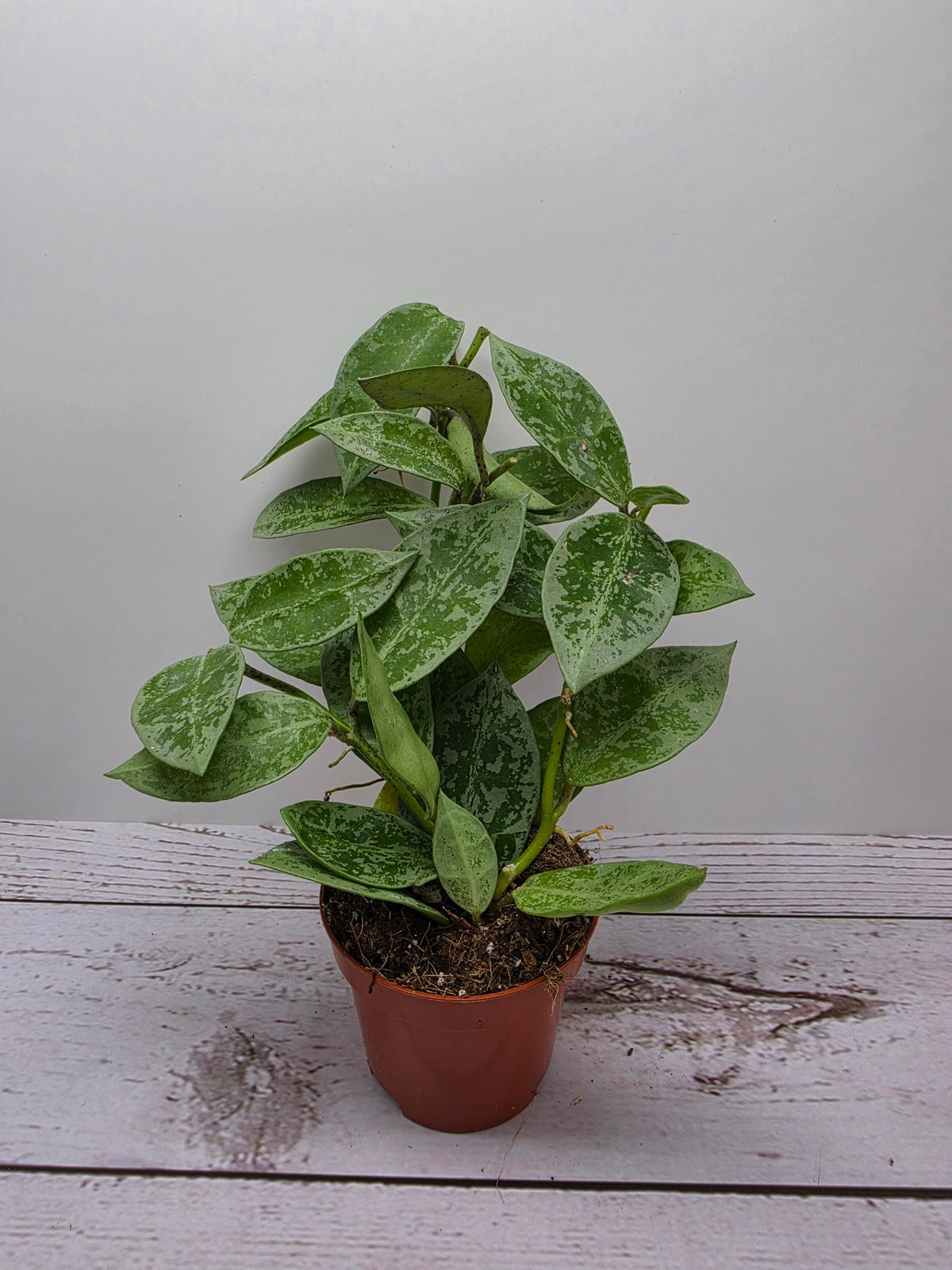 Hoya lacunosa 'Snow Leopard'