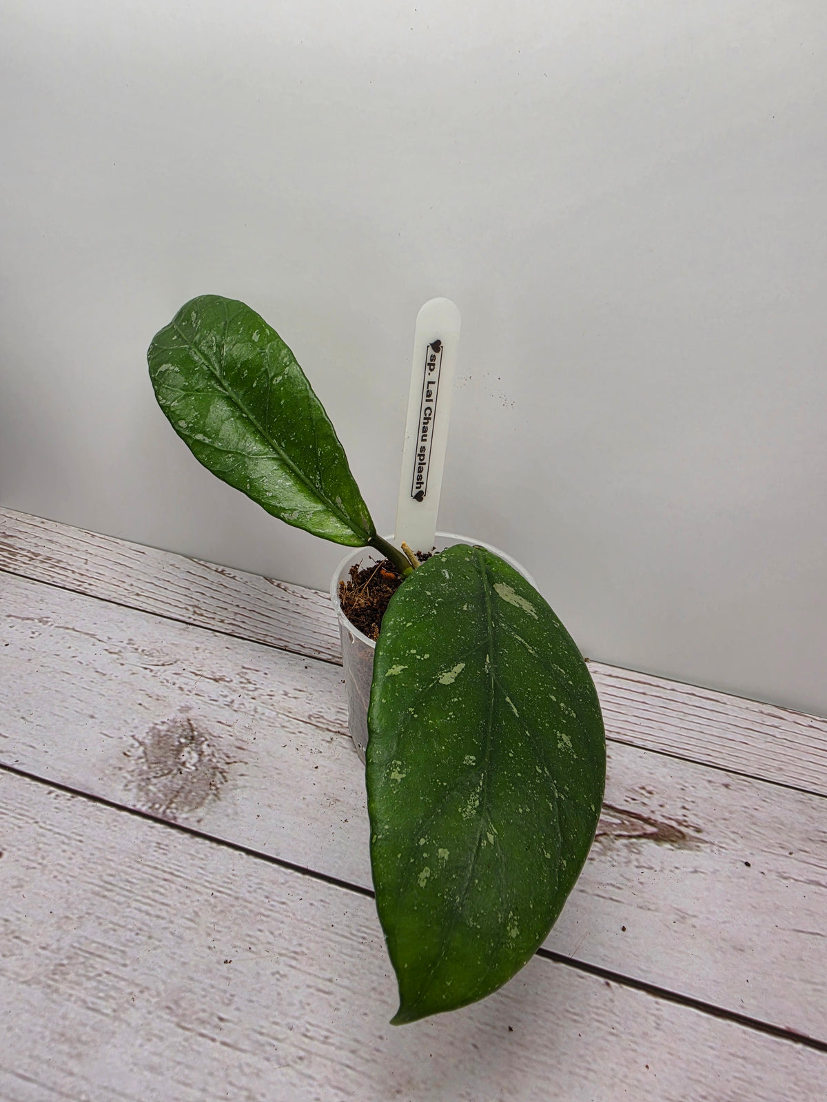 Hoya sp. Lai Chau splash