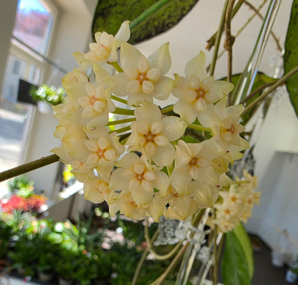 Hoya sp. Lai Chau splash