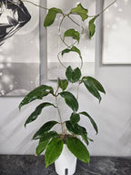 Hoya lambii 'Laura' cutting