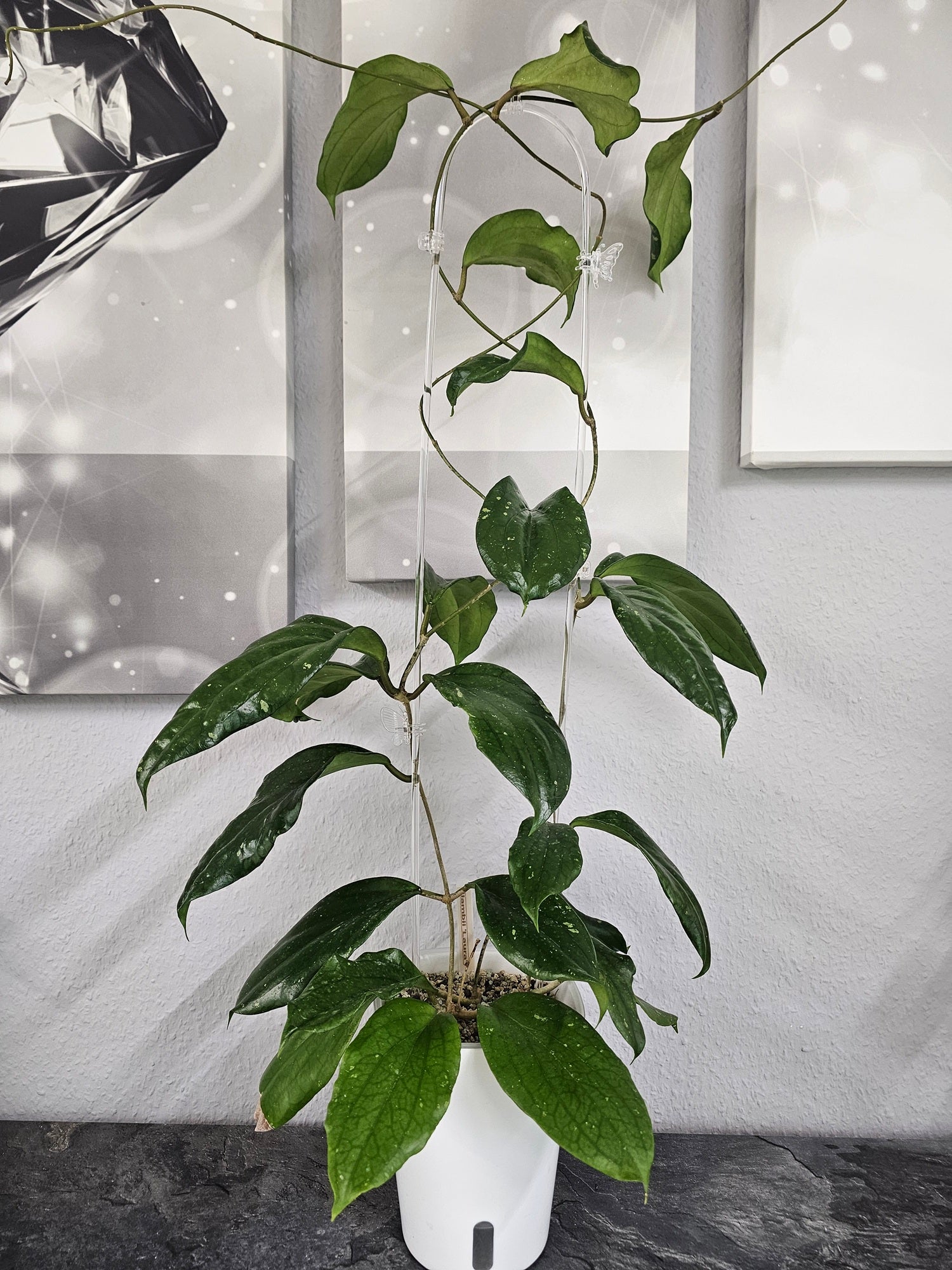 Hoya lambii 'Laura' cutting