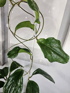 Hoya lambii 'Laura' cutting