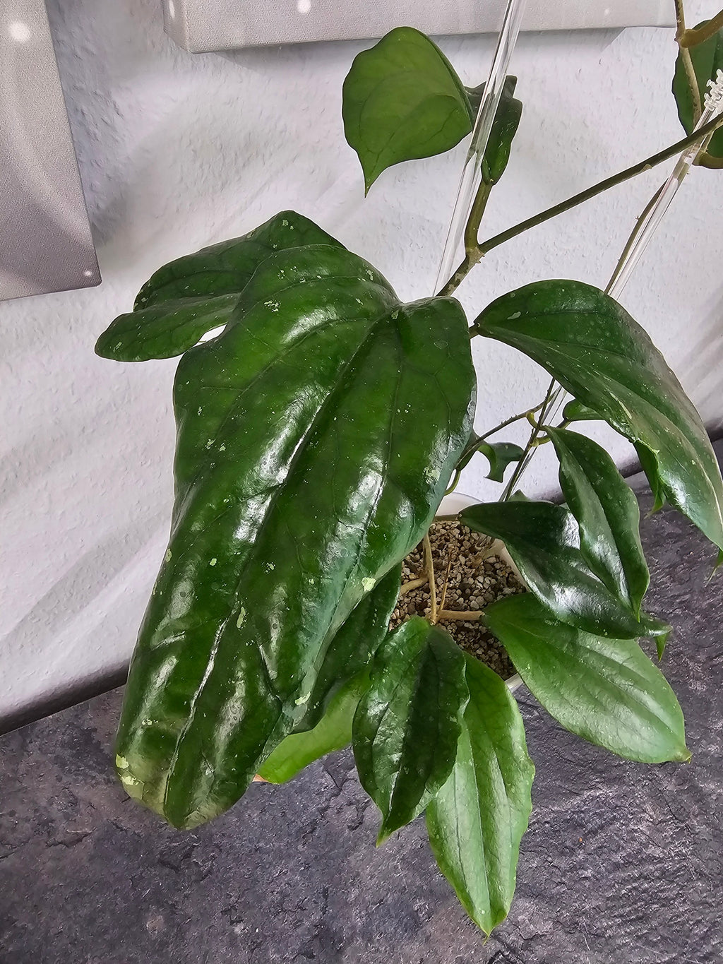 Hoya lambii 'Laura' cutting