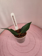 Hoya lamingtoniae