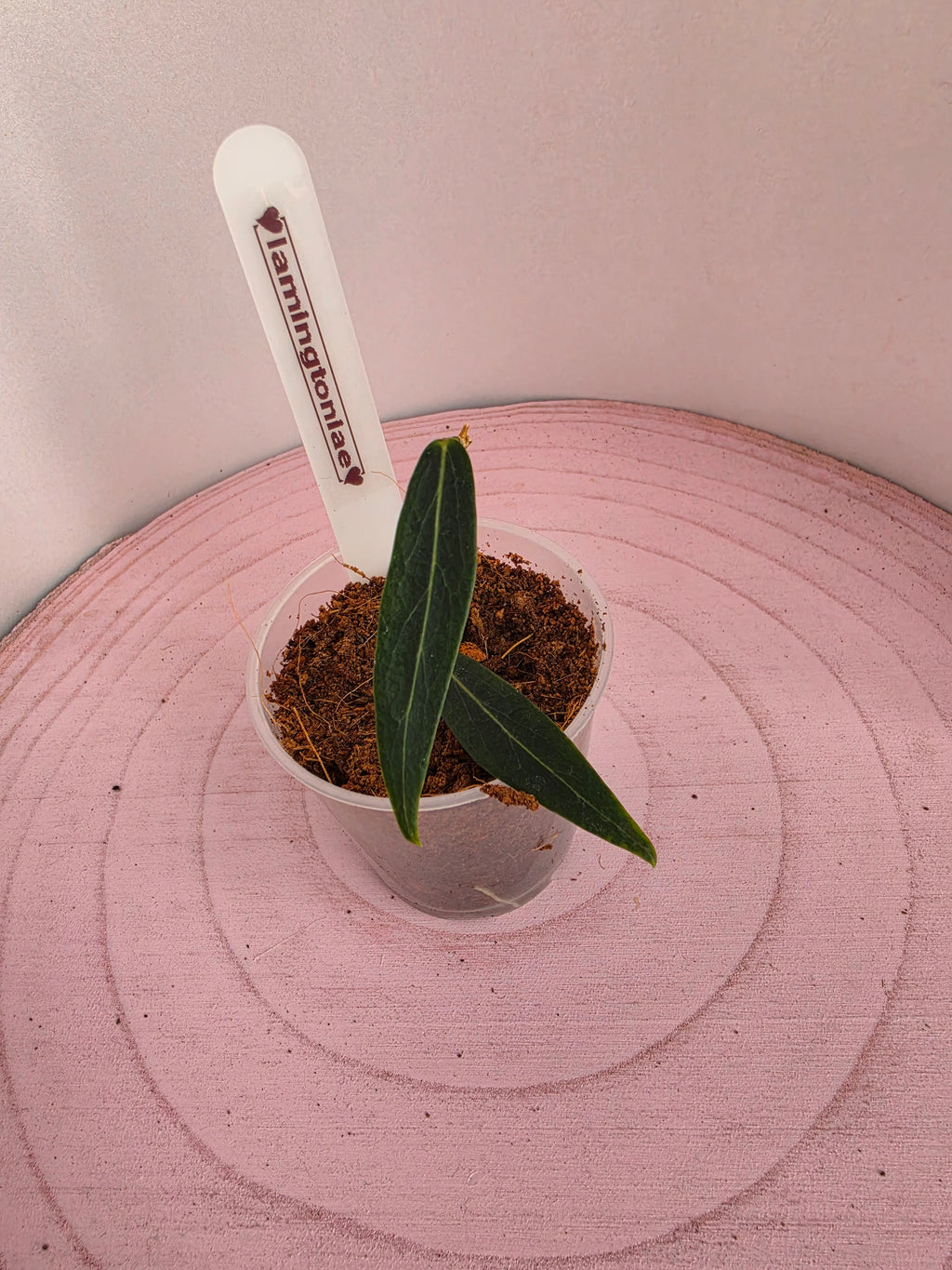 Hoya lamingtoniae