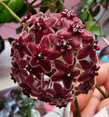 Hoya lamingtoniae