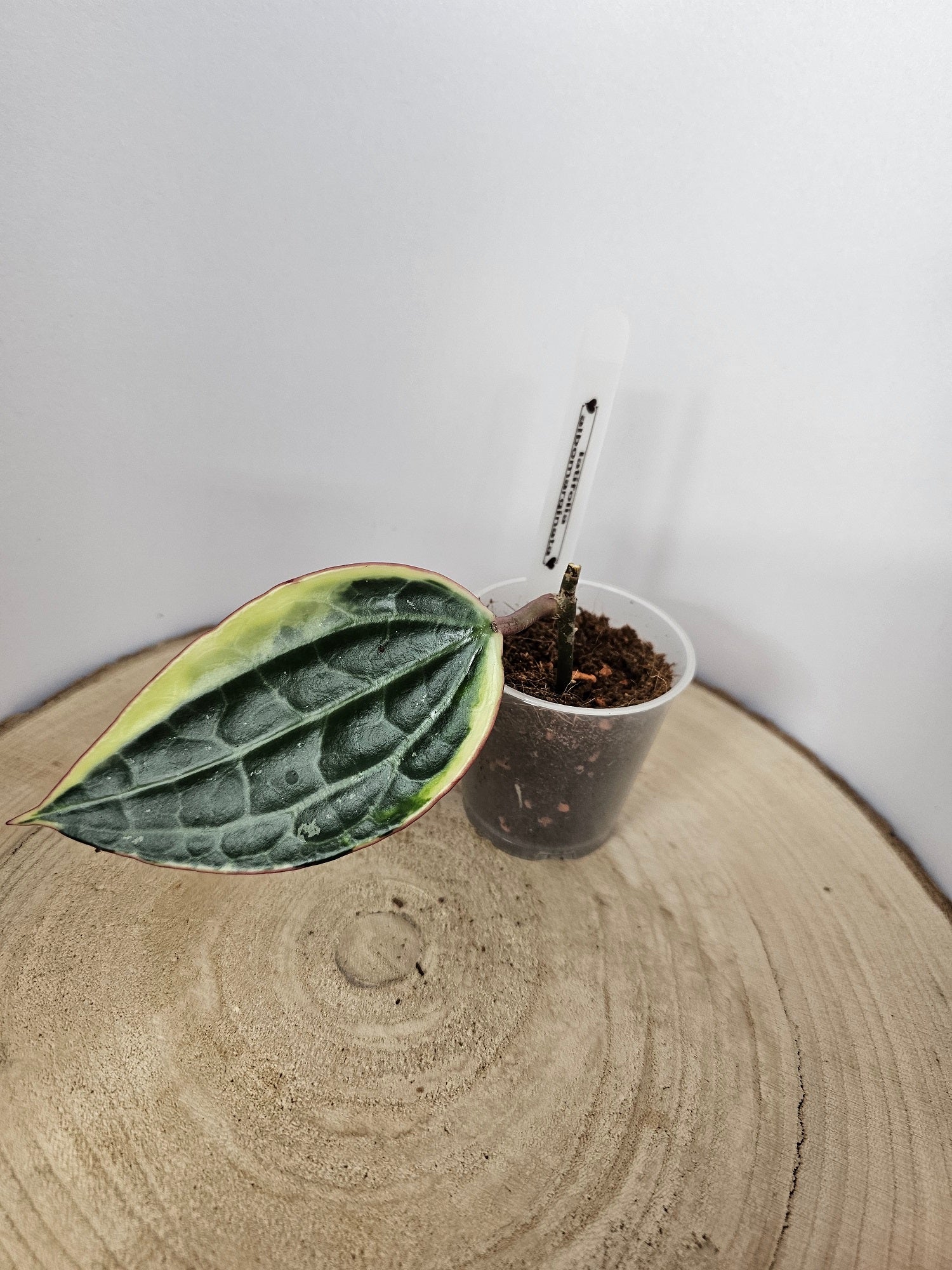 Hoya latifolia albomarginata