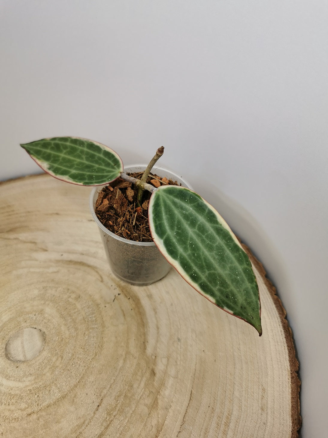 Hoya latifolia albomarginata