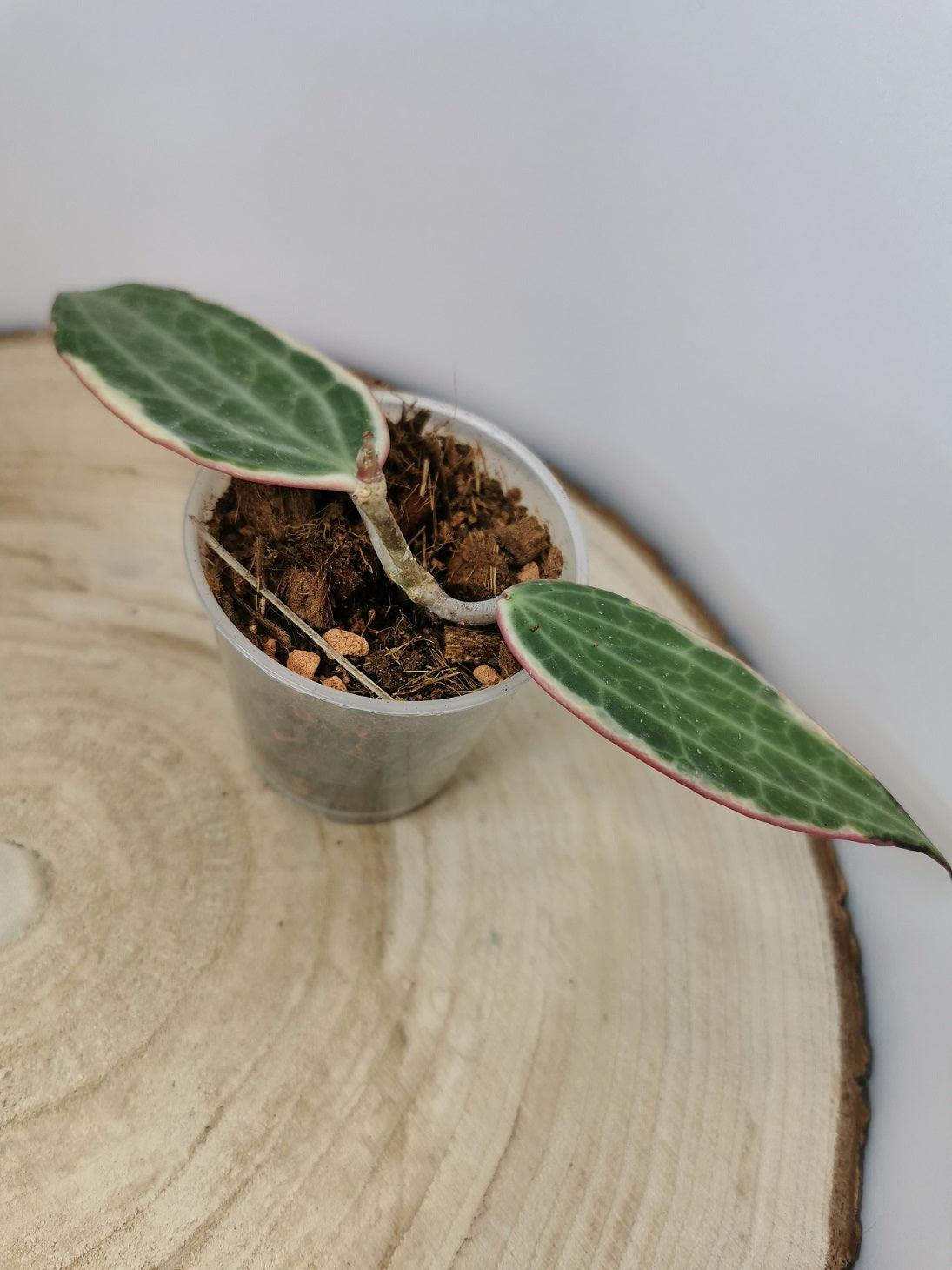 Hoya latifolia albomarginata
