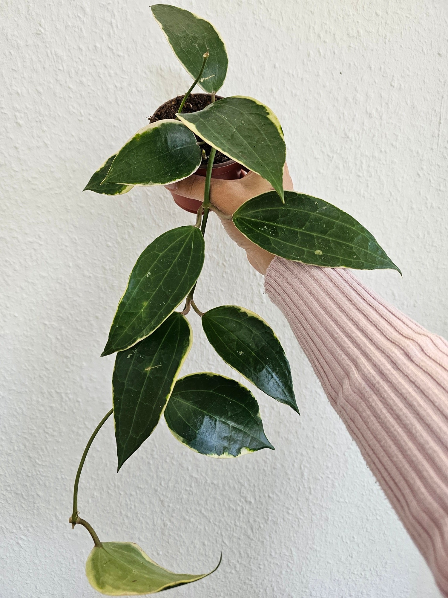 Hoya latifolia albomarginata