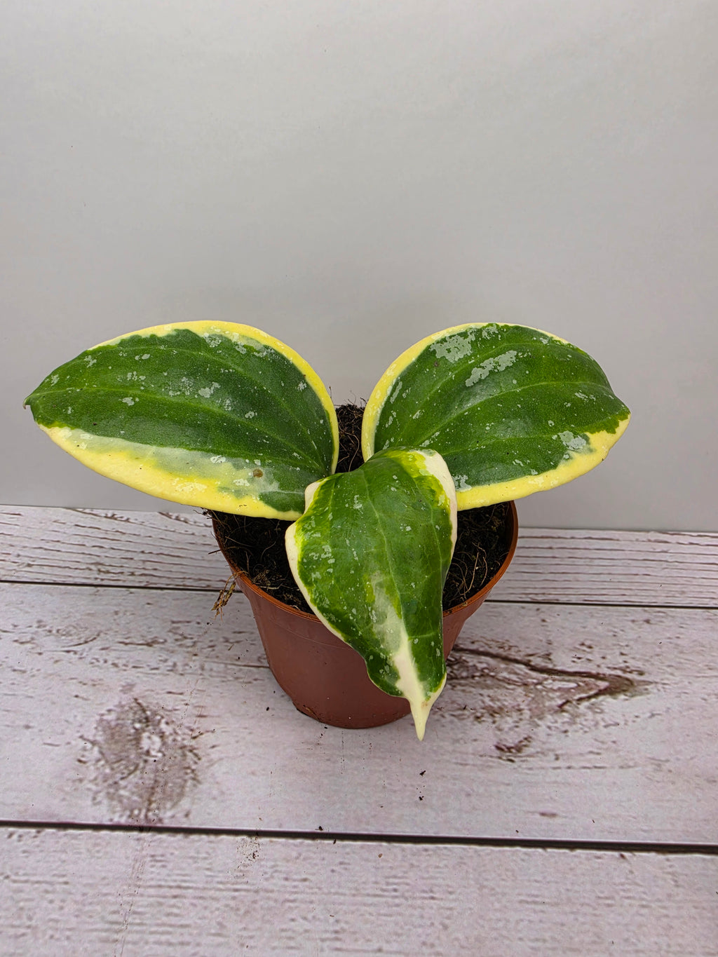 Hoya latifolia albomarginata round leaf