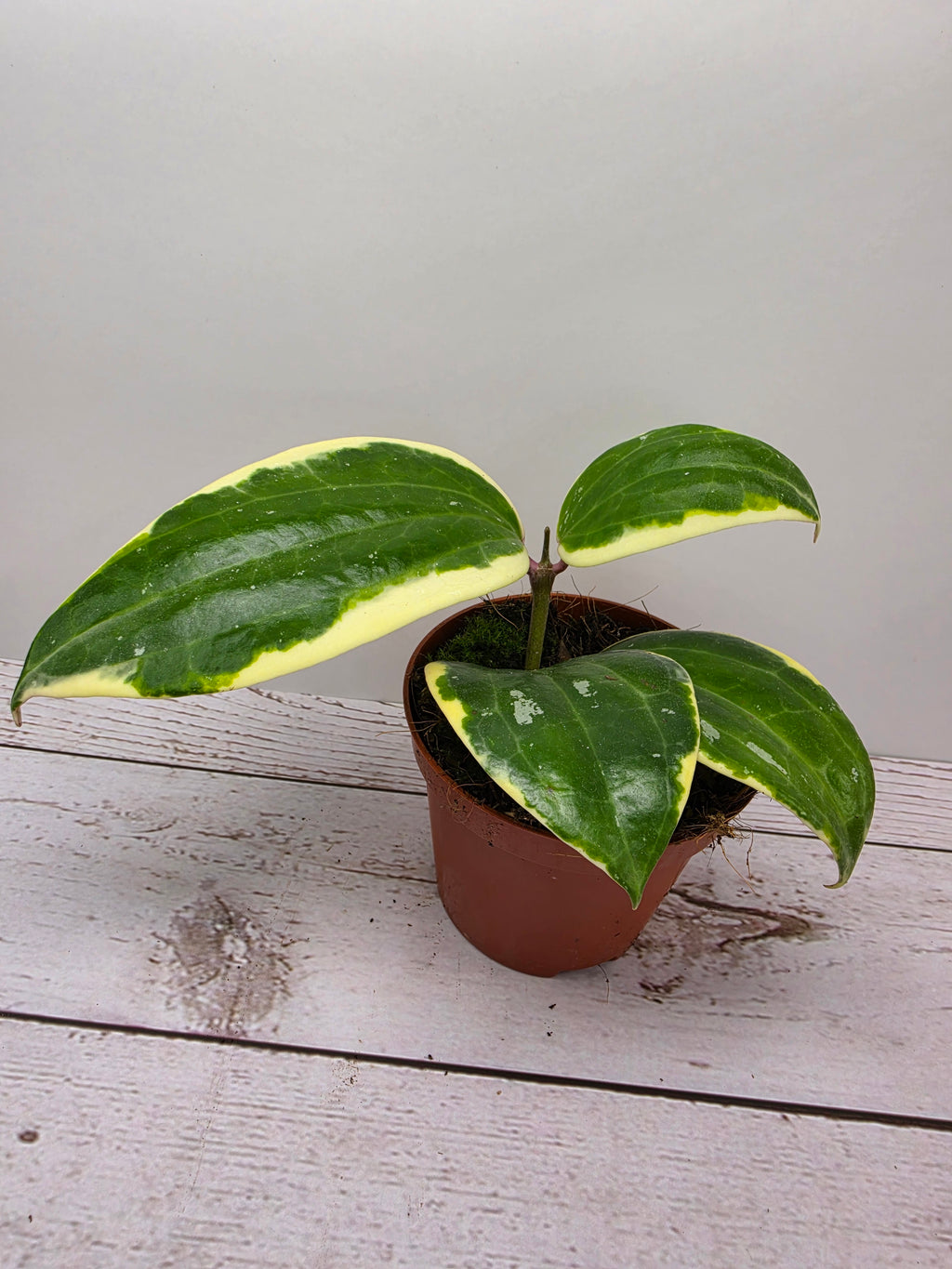 Hoya latifolia albomarginata round leaf