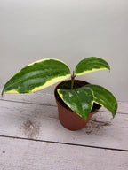 Hoya latifolia albomarginata round leaf