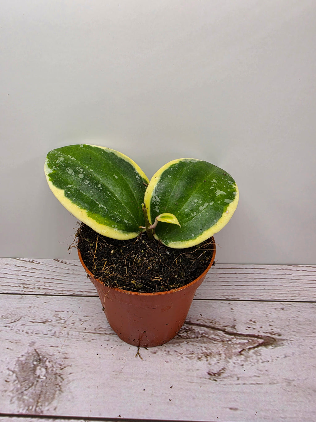 Hoya latifolia albomarginata round leaf