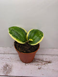 Hoya latifolia albomarginata round leaf