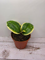 Hoya latifolia albomarginata round leaf