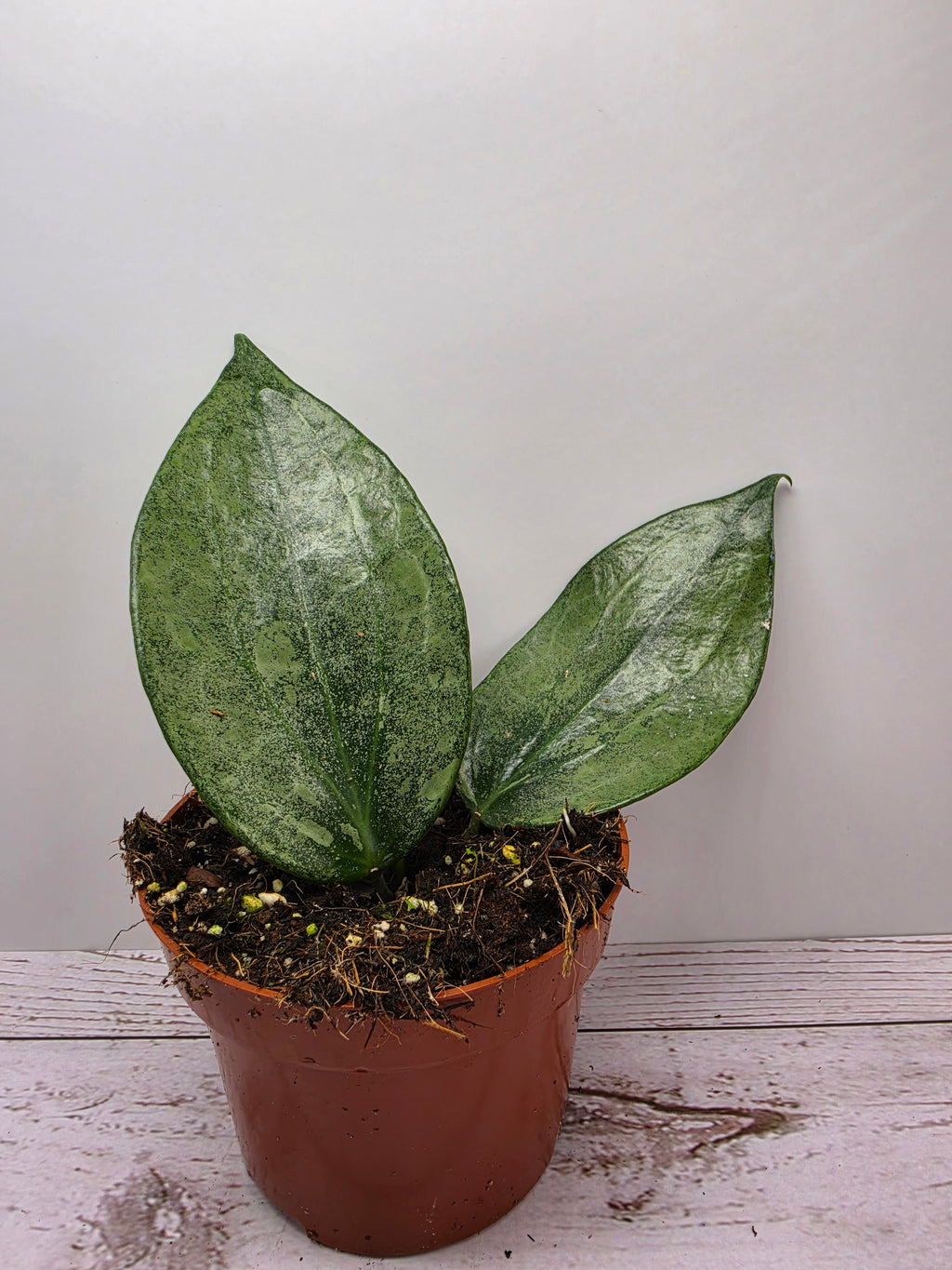 Hoya latifolia Rimba Perak silver