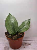 Hoya latifolia Rimba Perak silver