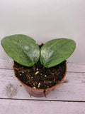 Hoya latifolia Rimba Perak silver
