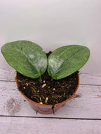 Hoya latifolia Rimba Perak silver