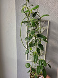 Hoya lauterbachii cutting
