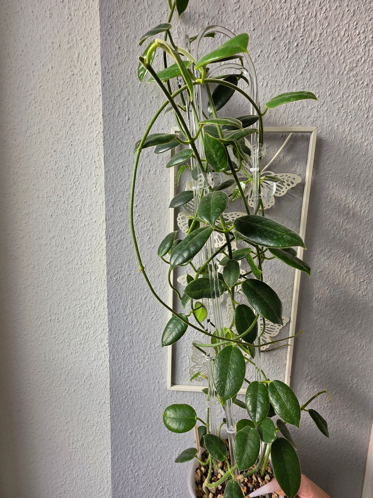 Hoya lauterbachii cutting