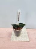Hoya leucantha