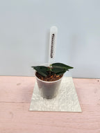 Hoya leucantha