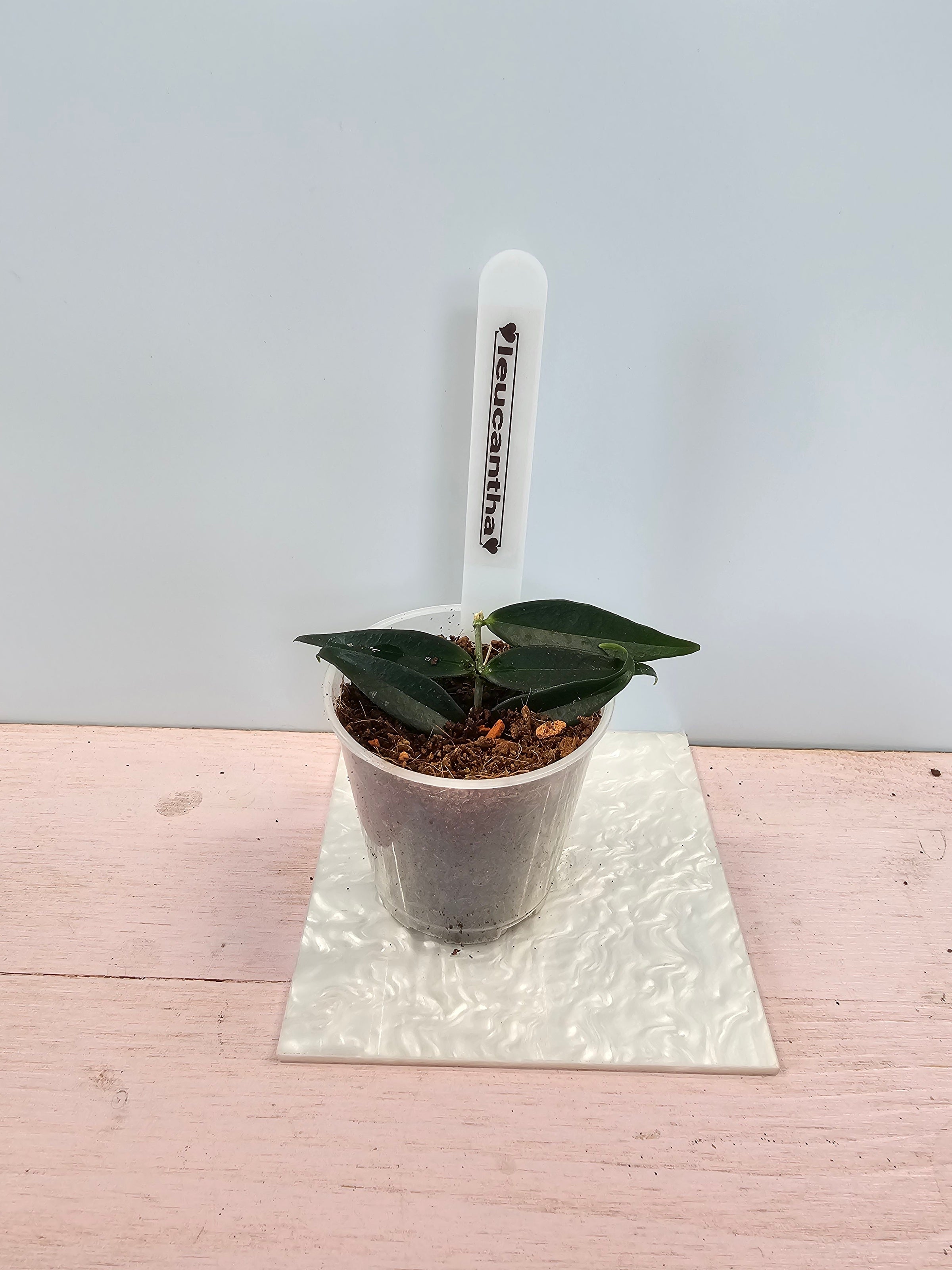 Hoya leucantha