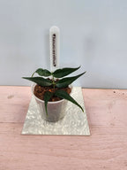 Hoya leucantha