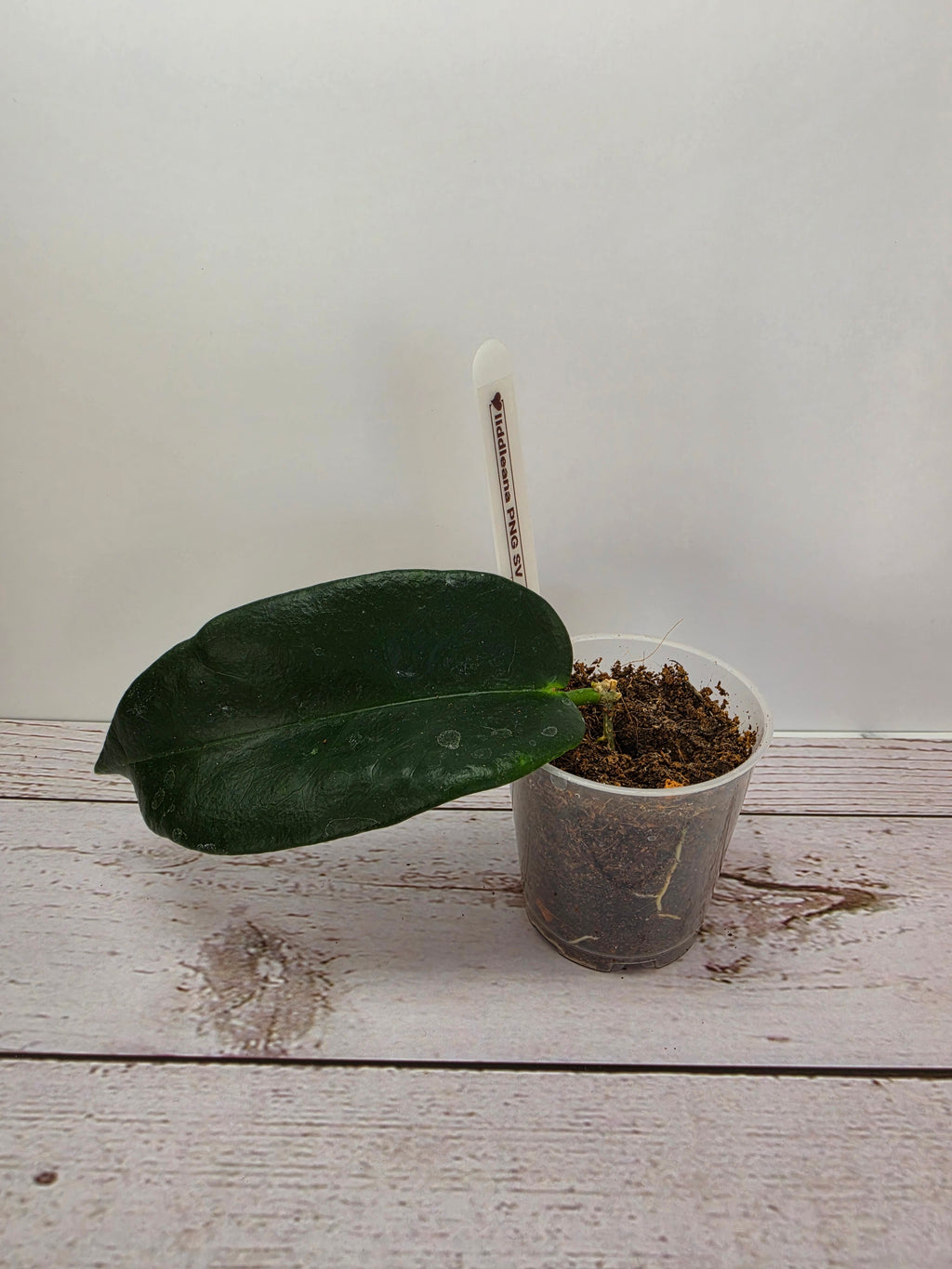 Hoya liddleana PNG SV 441 ex cf. onychoides SV441