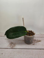 Hoya liddleana PNG SV 441 ex cf. onychoides SV441