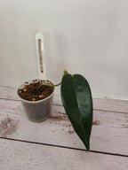 Hoya liddleana PNG SV 441 ex cf. onychoides SV441