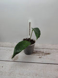 Hoya liddleana PNG SV 441 ex cf. onychoides SV441
