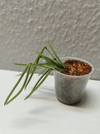 Hoya linearis