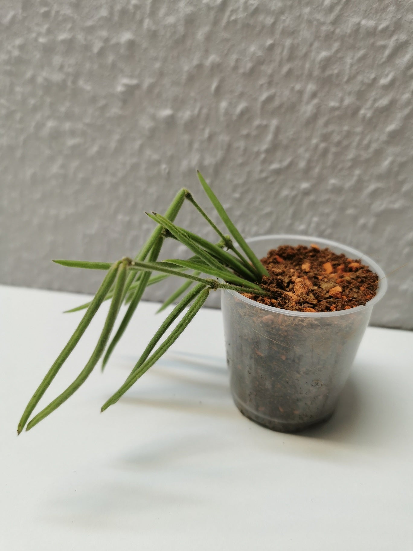Hoya linearis