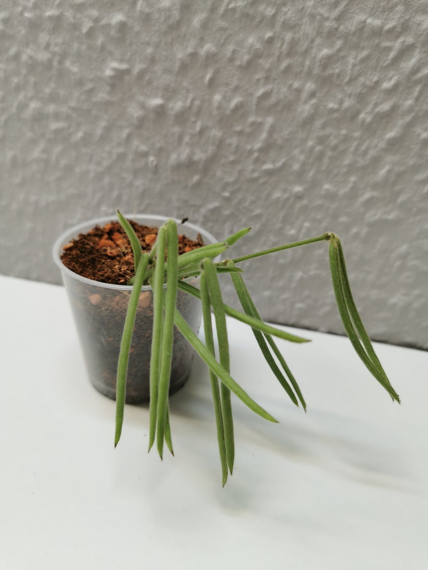 Hoya linearis