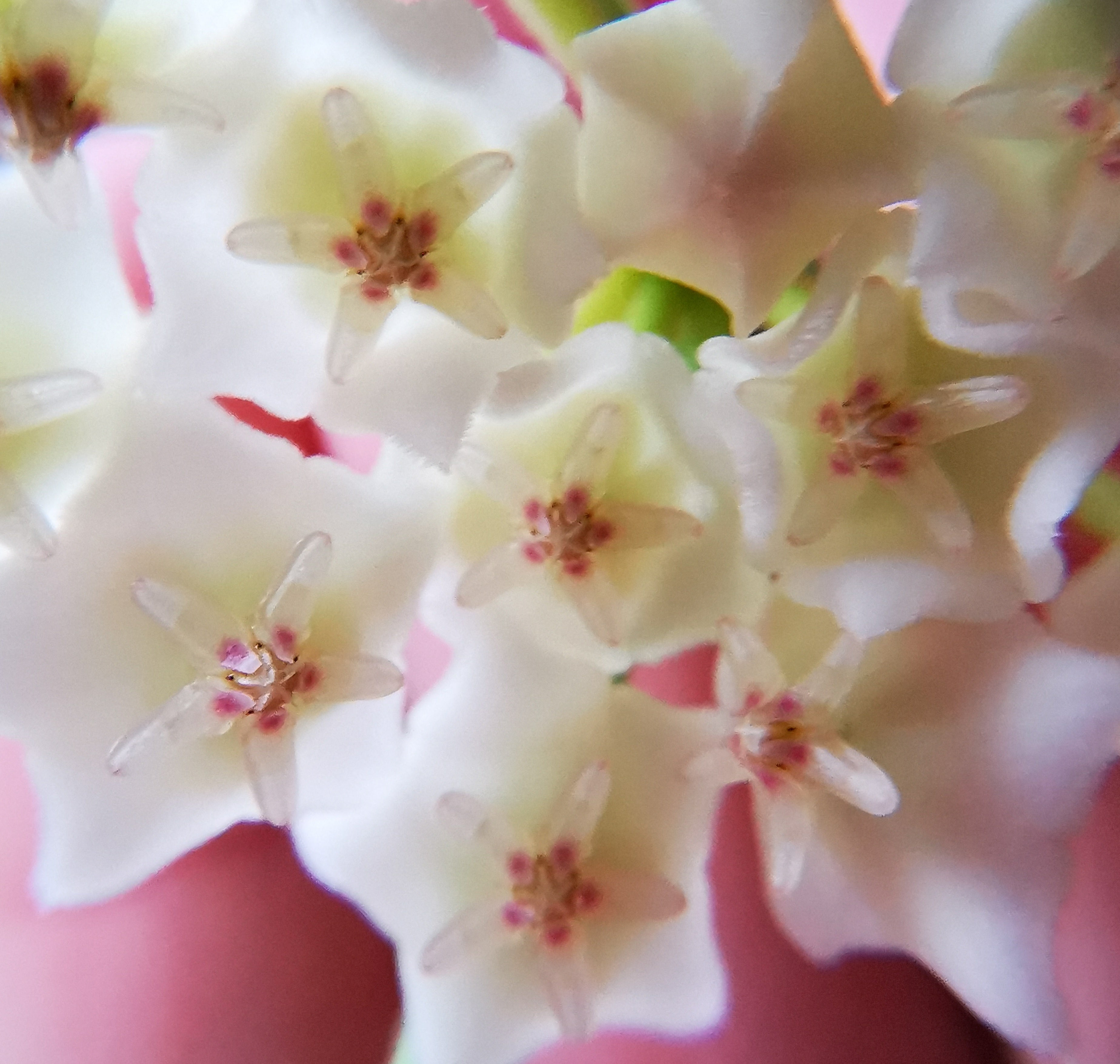 Hoya linearis