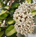 Hoya australis Lisa variegata