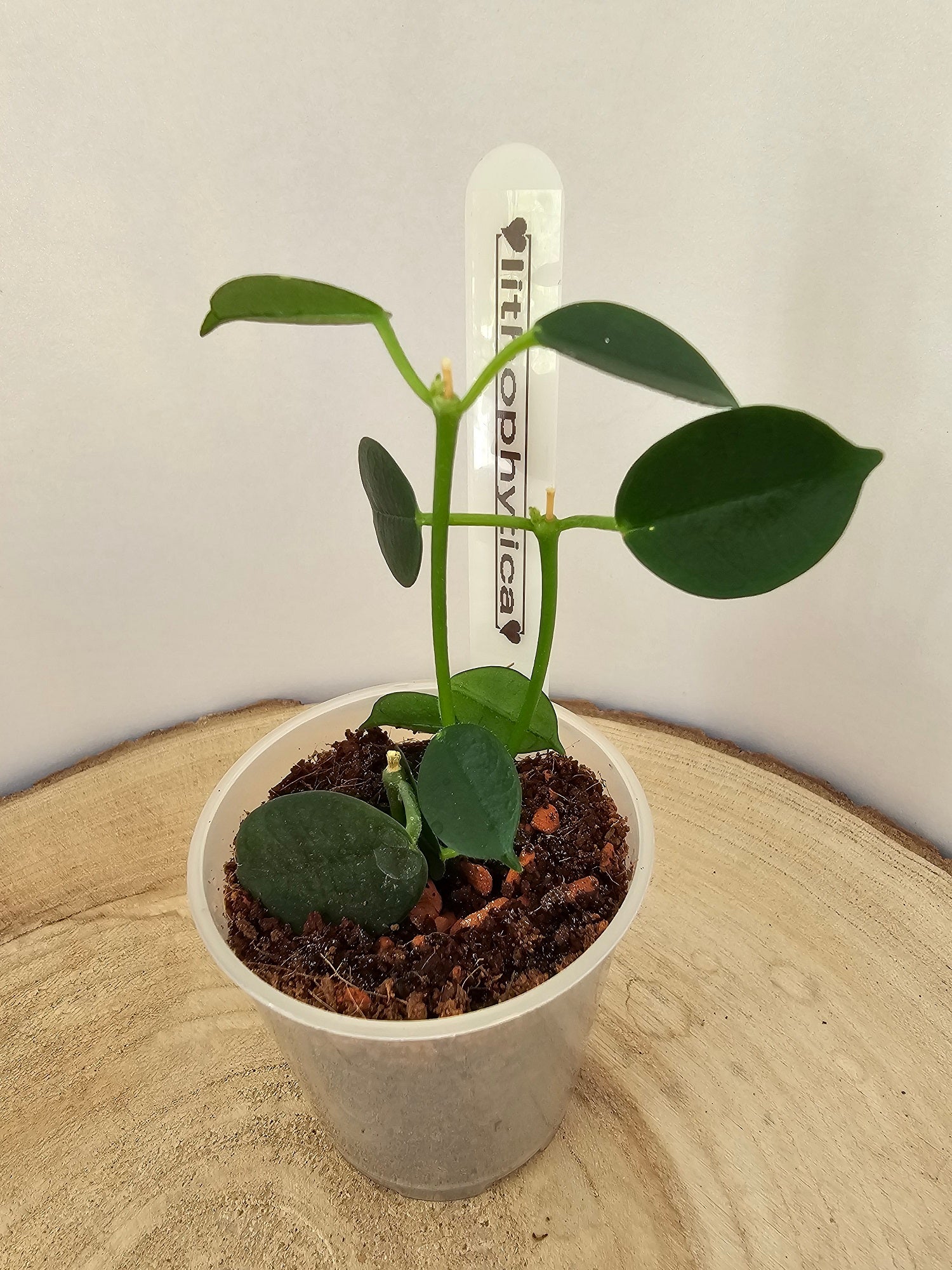 Hoya lithophytica