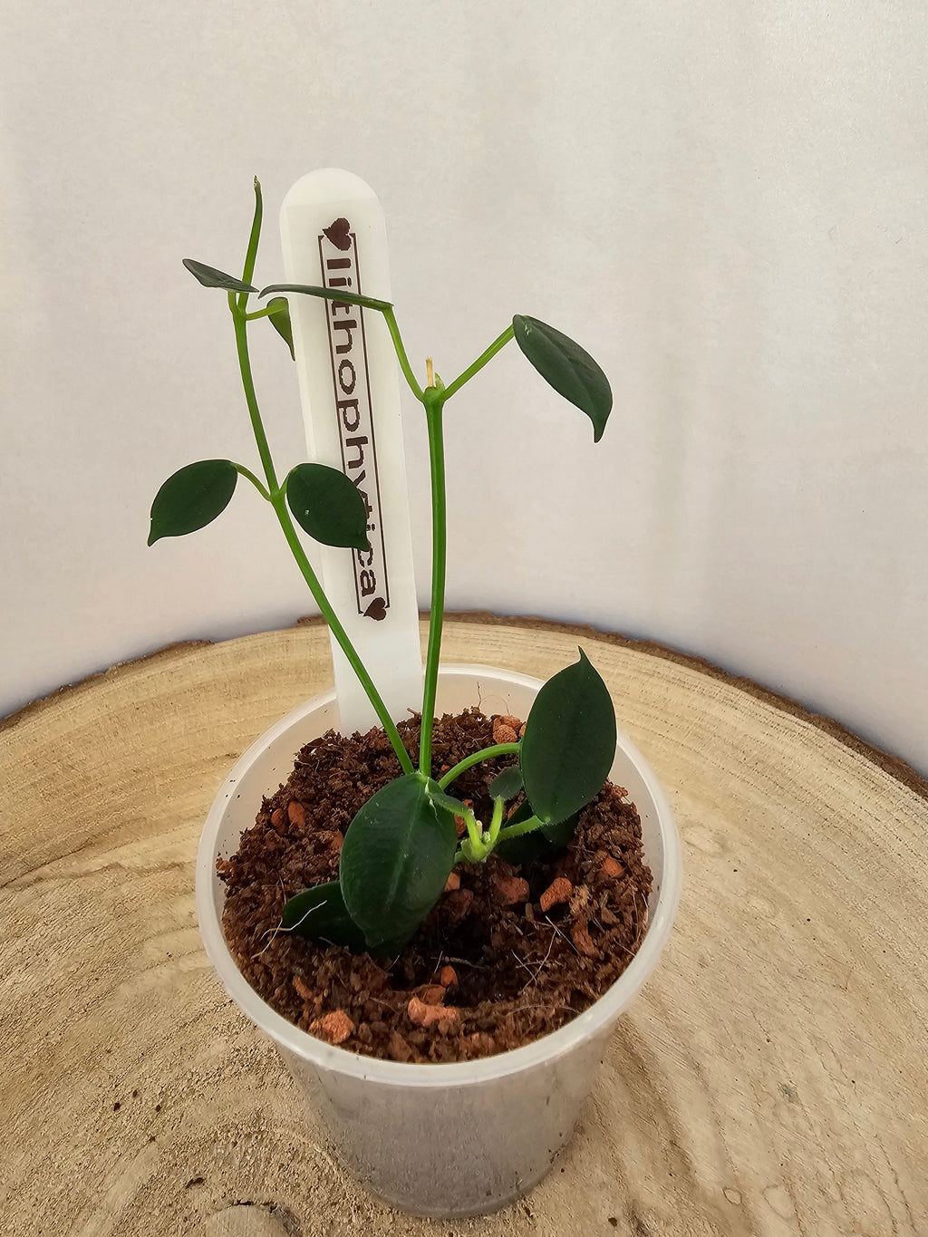Hoya lithophytica