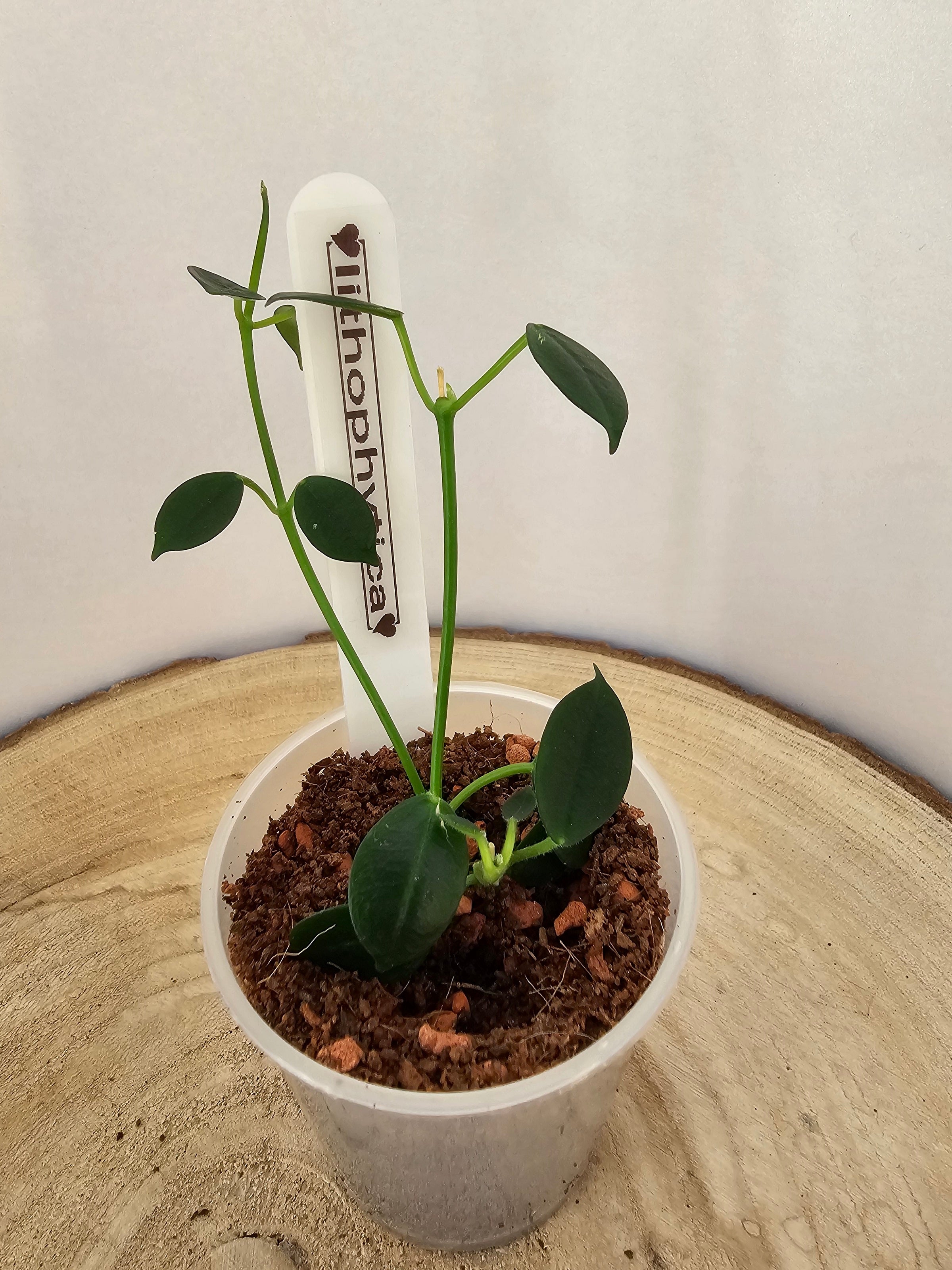 Hoya lithophytica