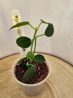 Hoya lithophytica