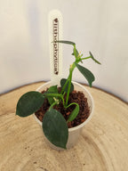 Hoya lithophytica