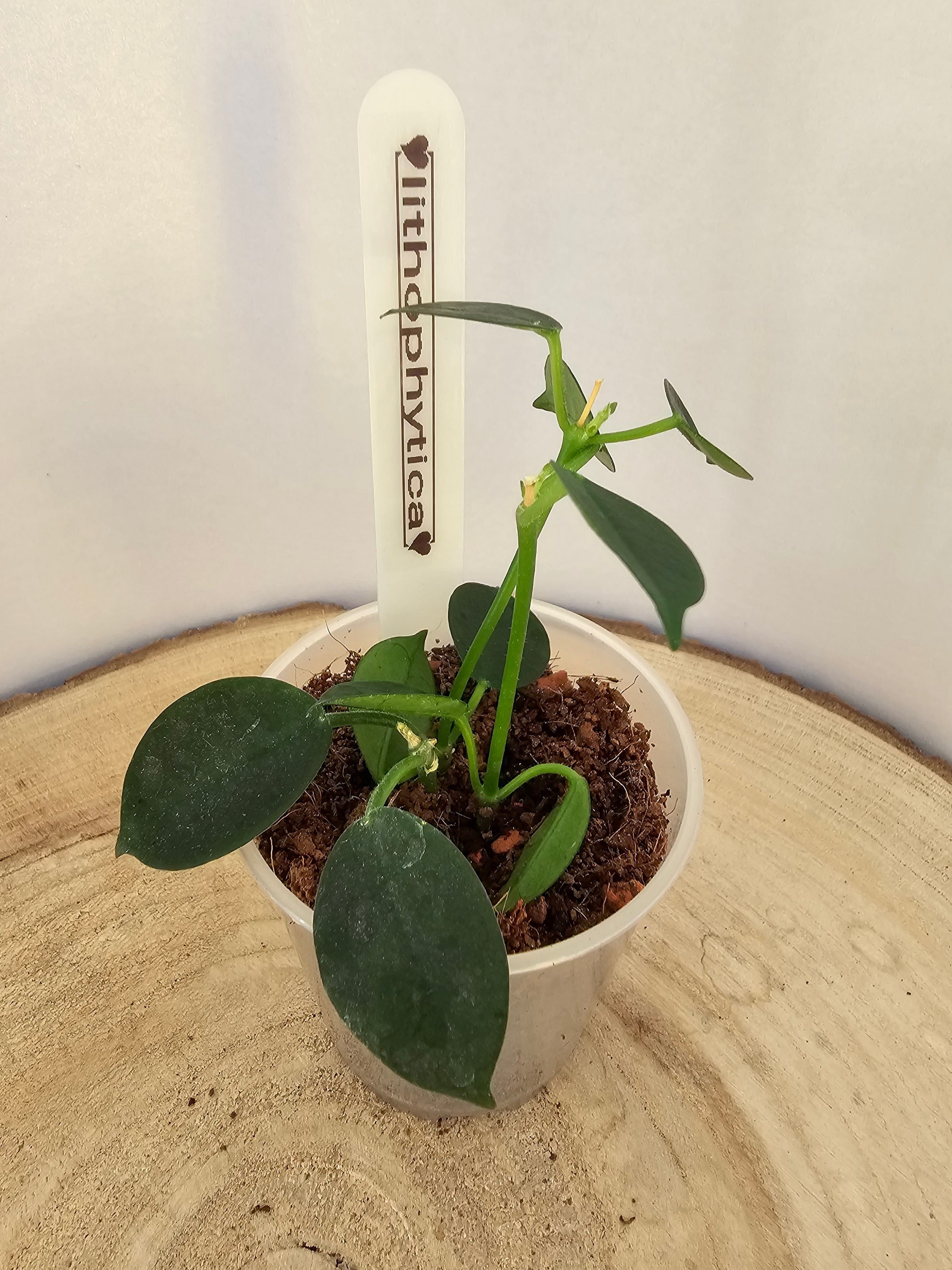 Hoya lithophytica