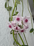 Hoya lithophytica
