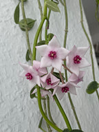 Hoya lithophytica