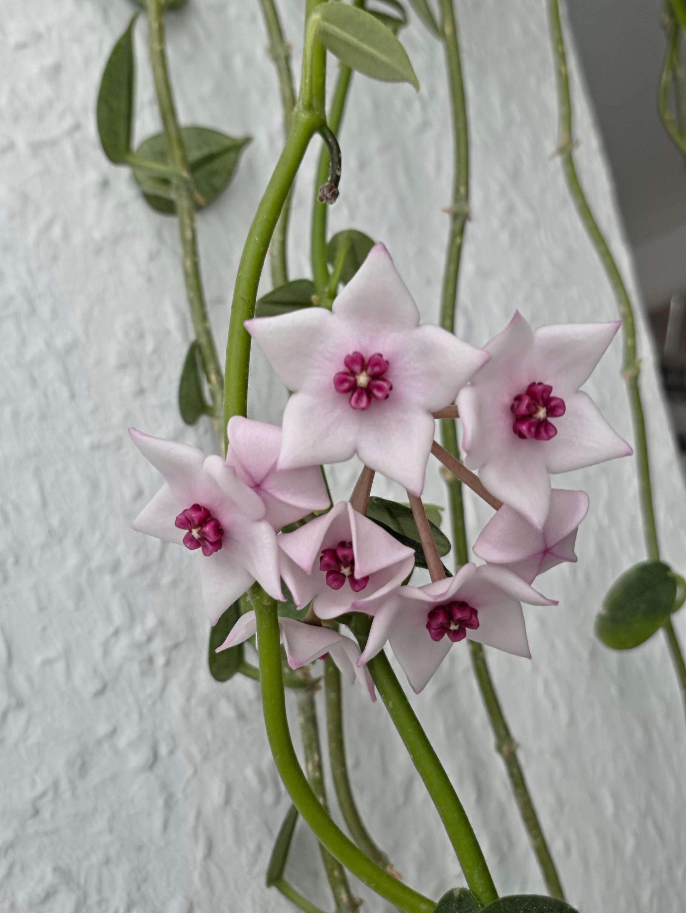 Hoya lithophytica