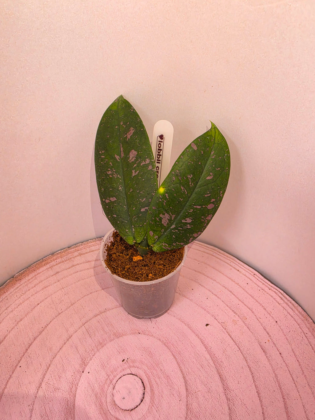 Hoya lobbii cream
